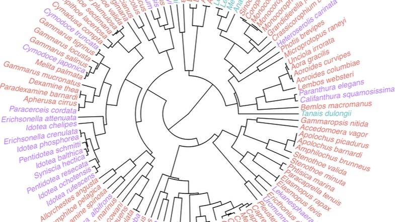 A circular dendrogram with colored text at the tips.