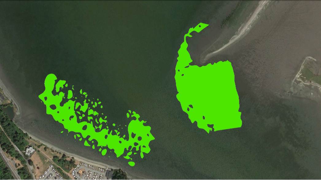 An drone aerial view of a mudflat, with eelgrass patches highlighted as green polygons